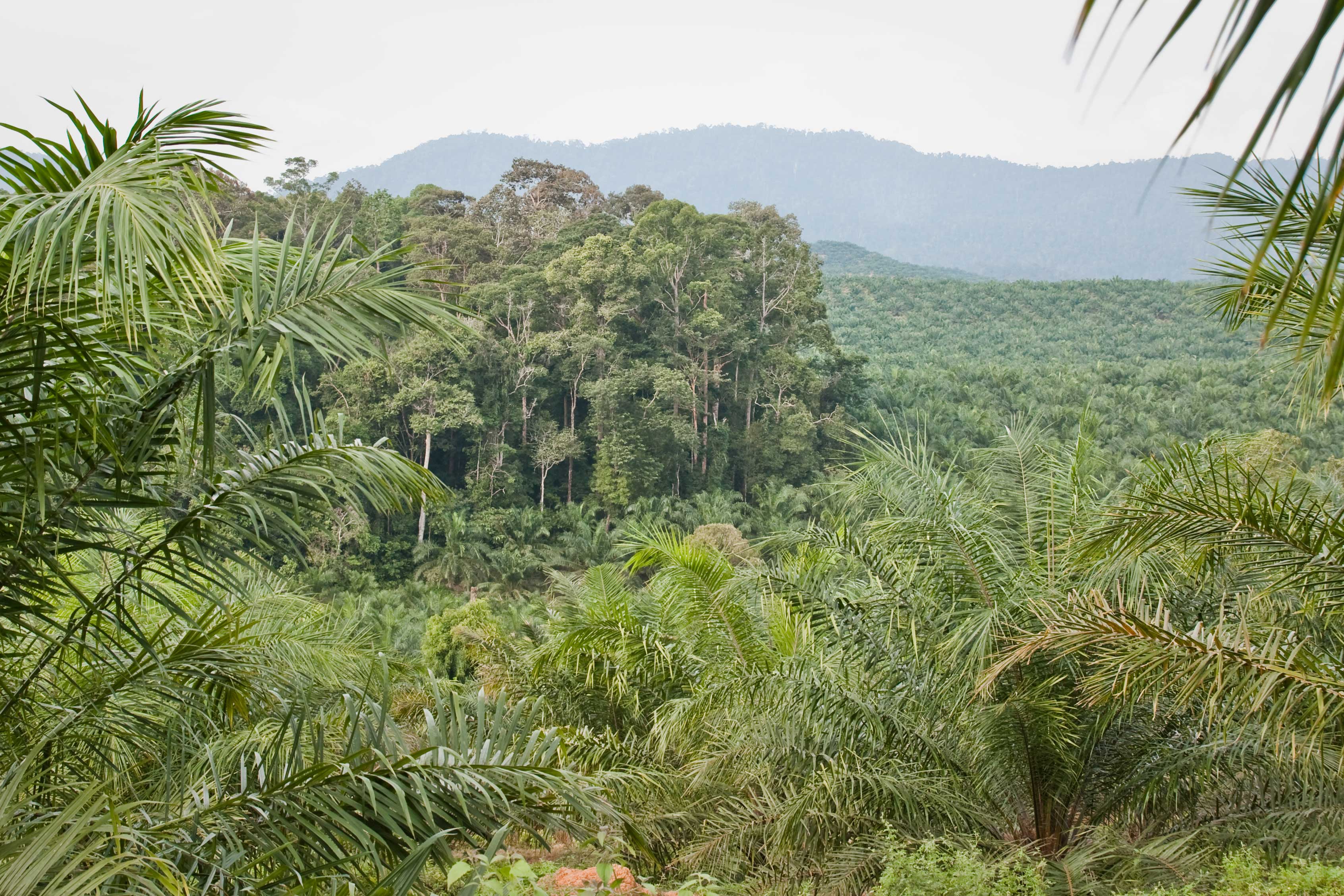 A research forest right next to an oil palm field