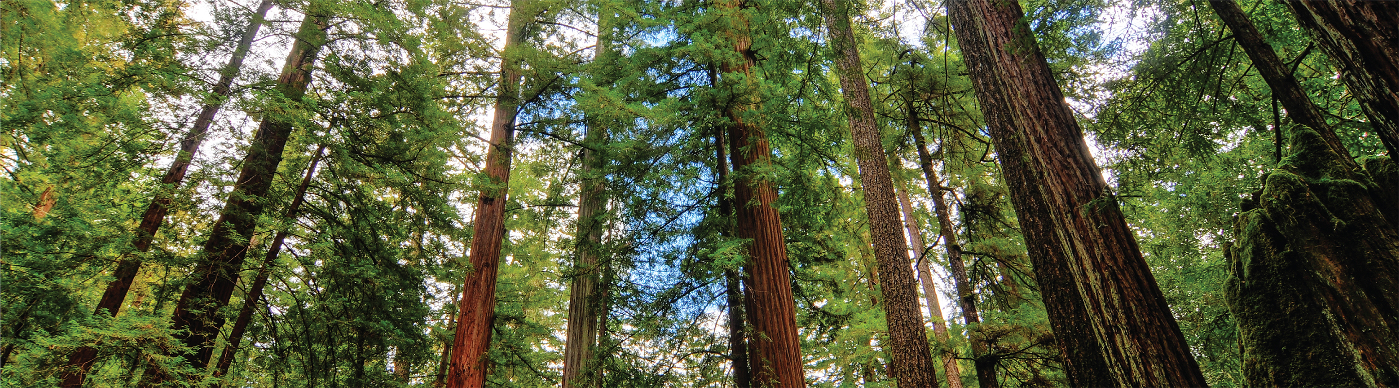 Sequoia Trees in Big Basin Redwoods State Park