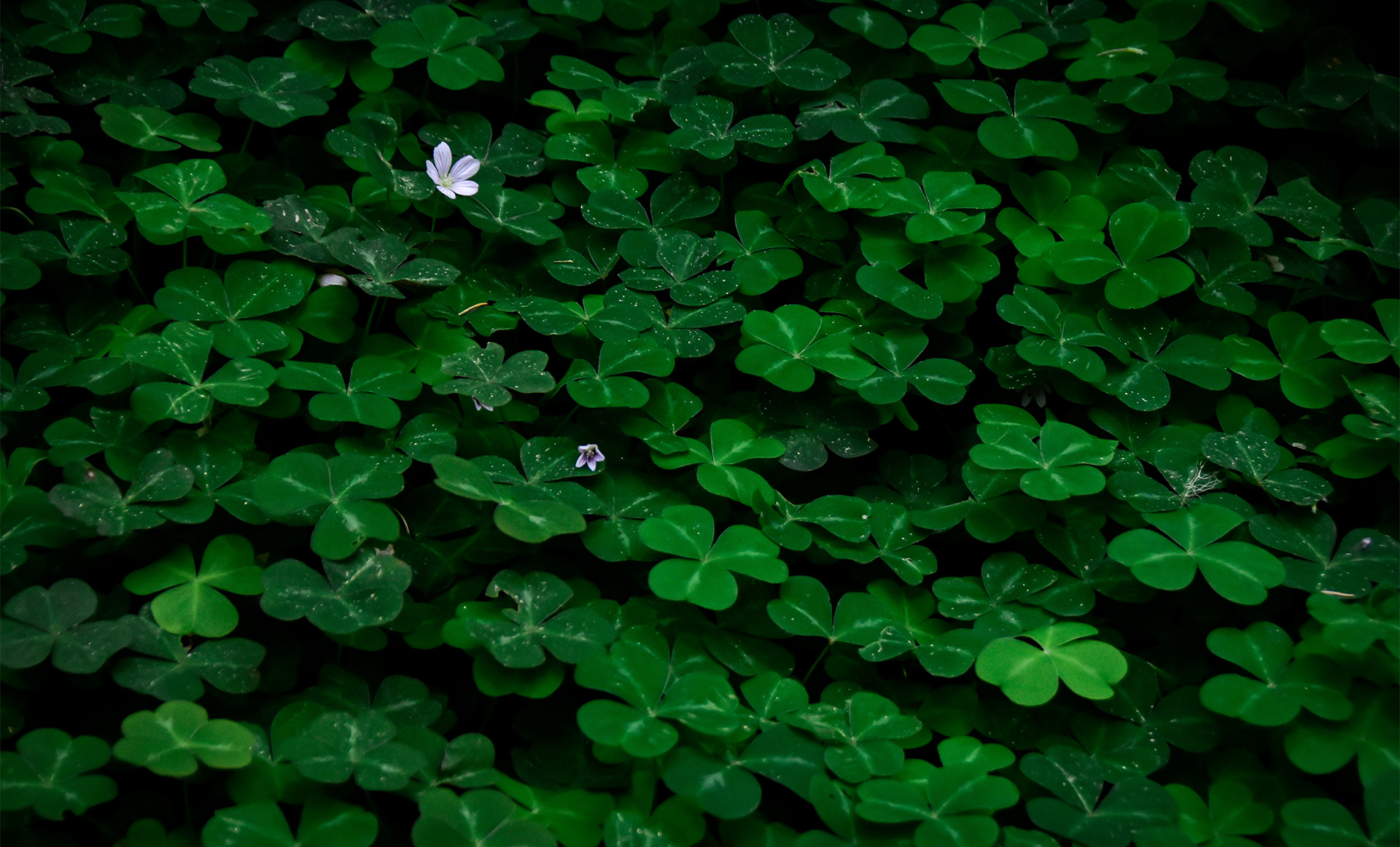 a dramatic carpet of redwood sorrel