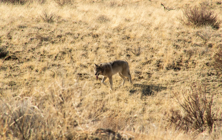 Coyote in the field