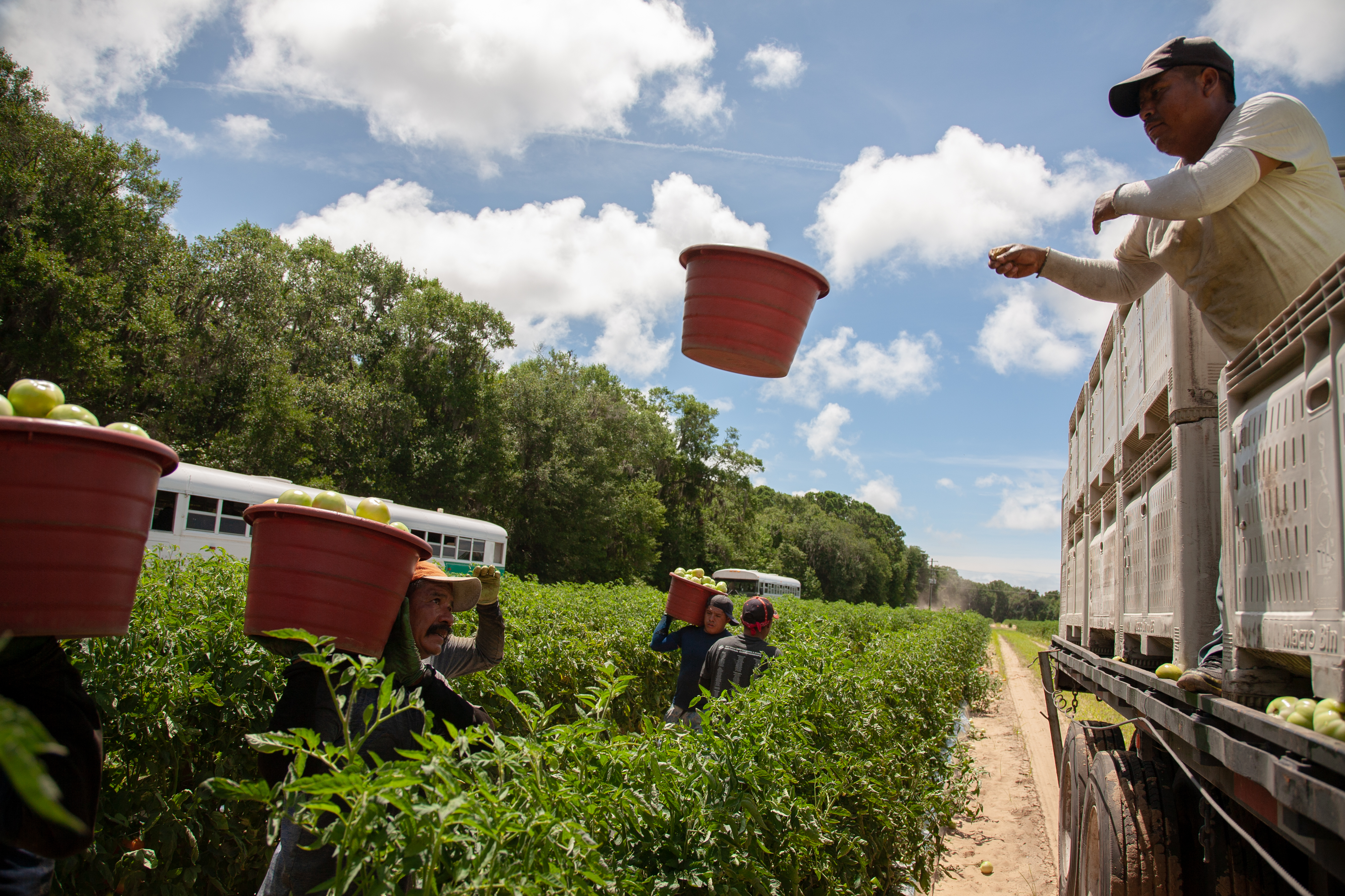 Farmworker throwing harvest buckets.