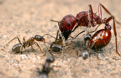ant-fight2.jpg