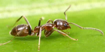 ant.jpg