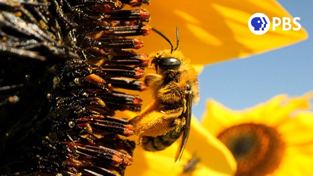 Close-up shot of a bee on a sunfolwer