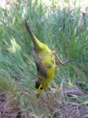 bird caught in a net