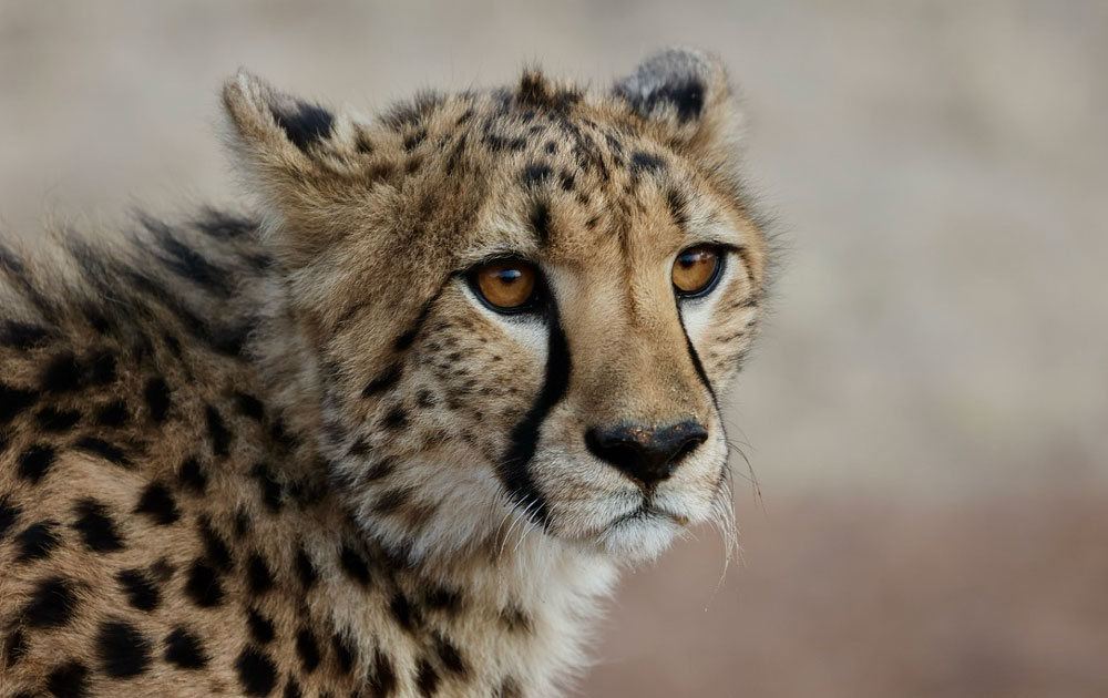 Close up image of cheetah