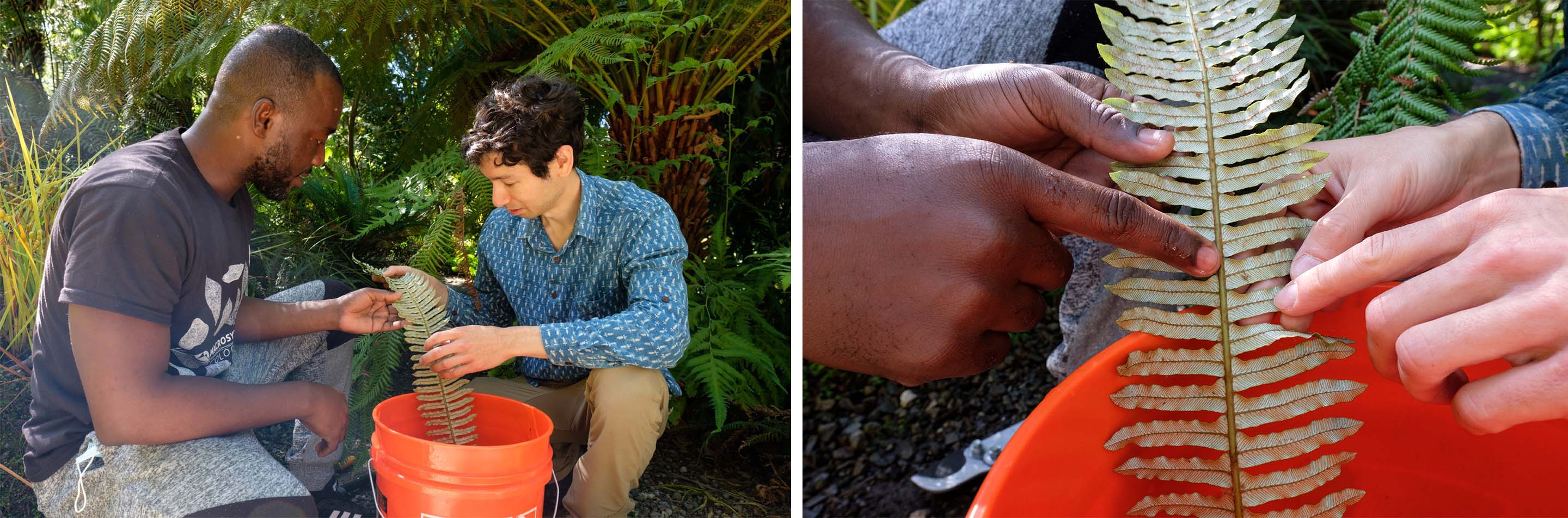 Benjamin Blonder and Mickey Boakye picking a leaf in an outdoor site.