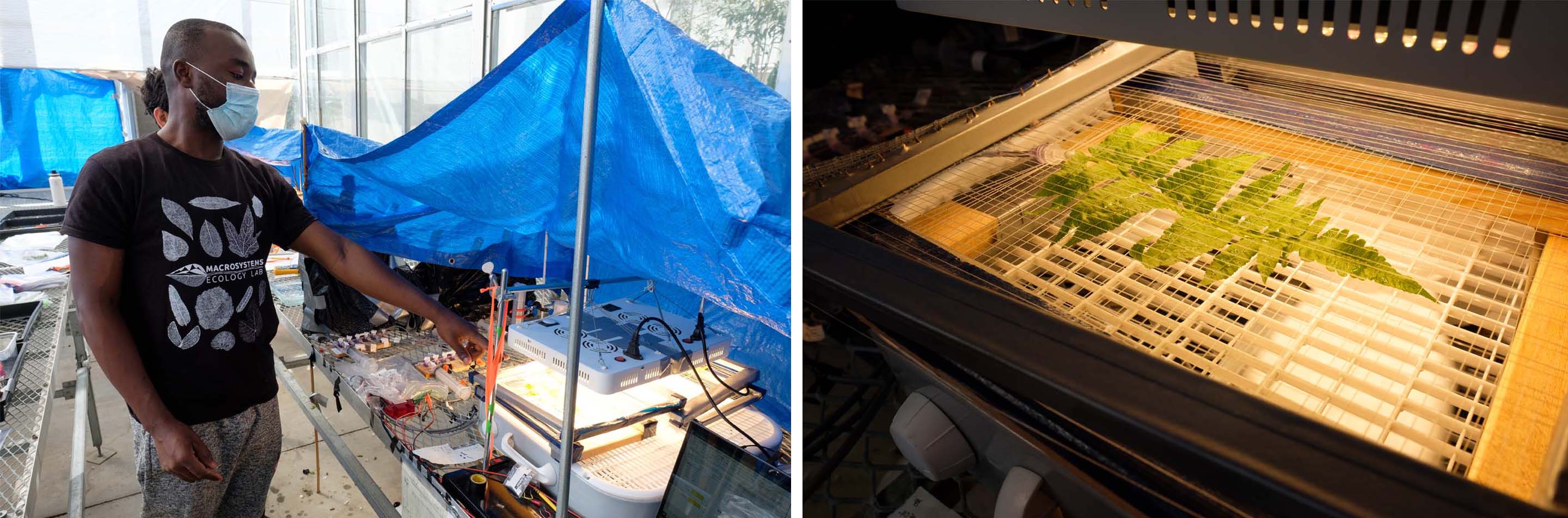 Boakye place the leaf samples on top of a box fan and underneath a light source