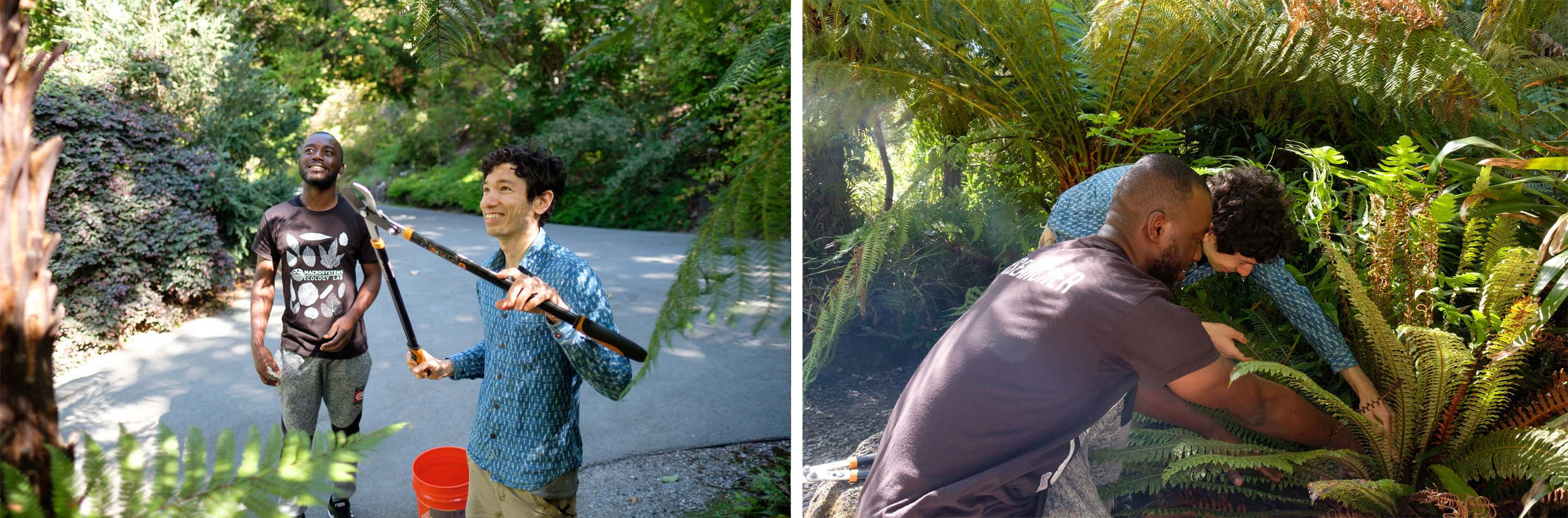 Benjamin Blonder and Mickey Boakye picking leaf samples in an outdoor site.