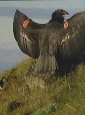 condor_wings.jpg