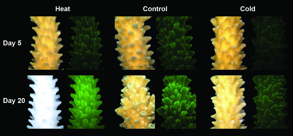 Stressed Corals Dim Then Glow Brightly Before They Die Uc Berkeley