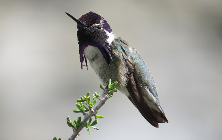 Photo of a Costa's hummingbird.