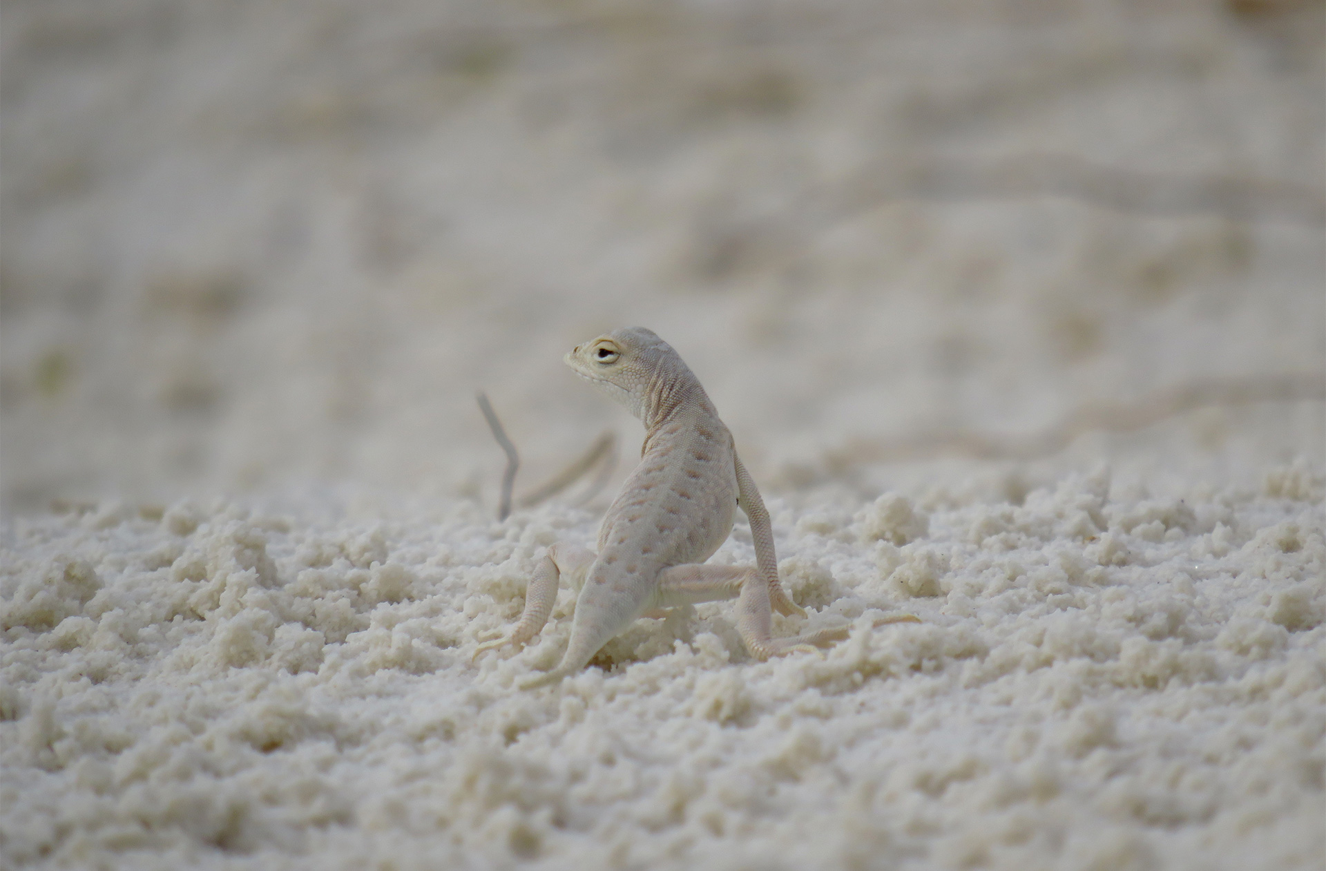 A white sand lizard almost blending into white sand.