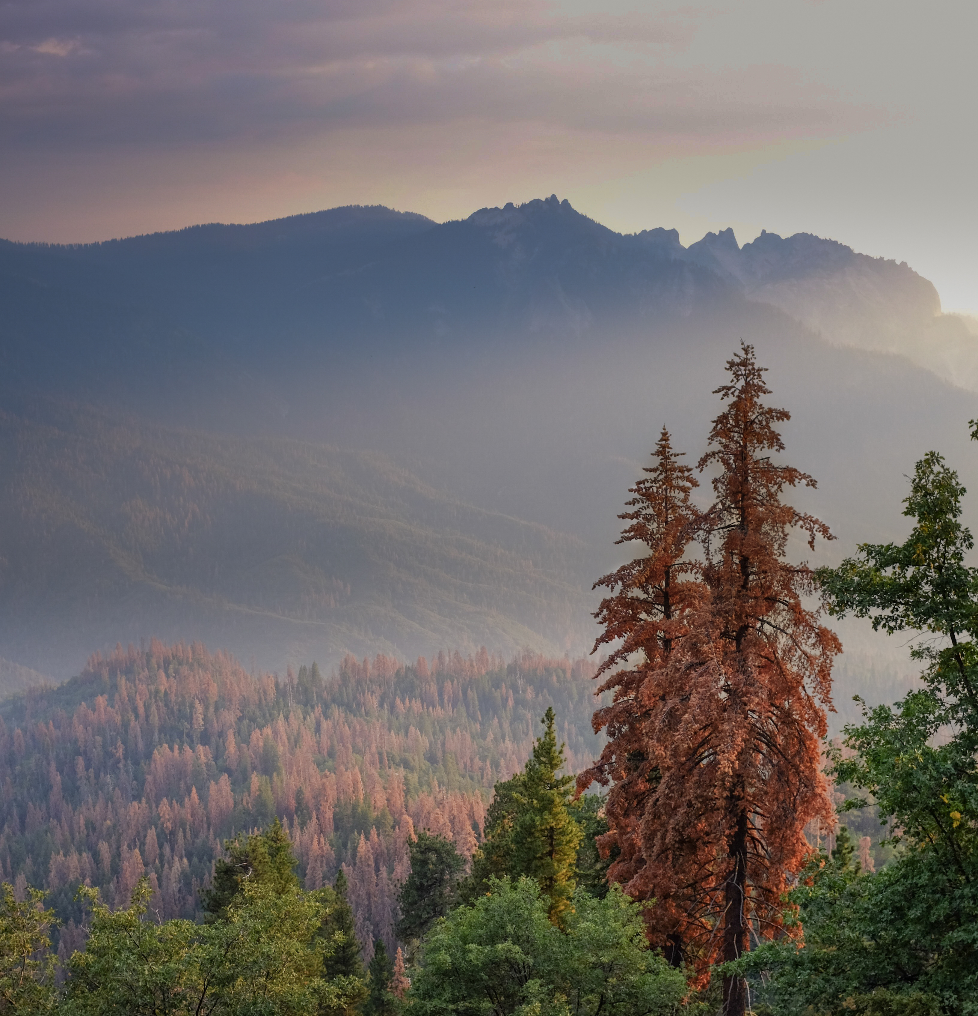 Dead sugar pines in Sequoia National Park.