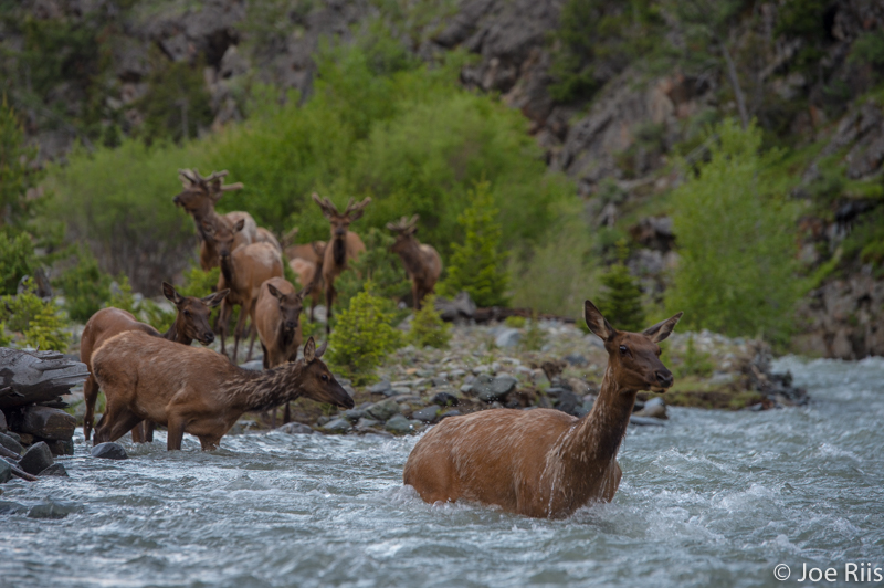 Elk in a river