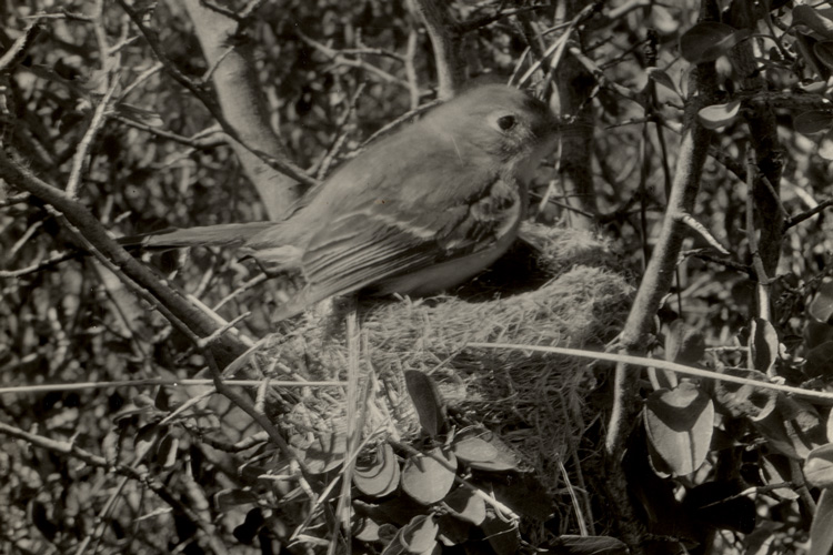 A dusky flycatcher bird photographed in 1925