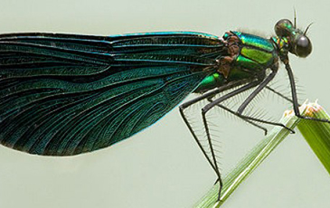 close up image of an insect
