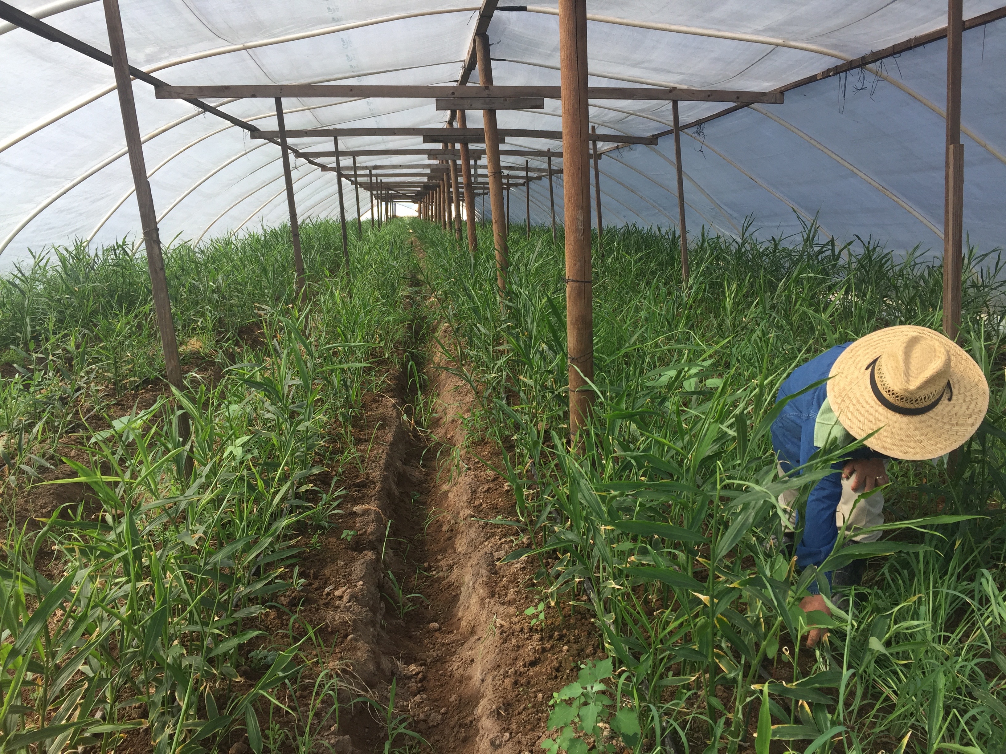 Farmer tending ginger plants grown in a hoop house