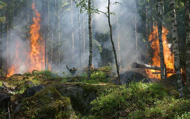 Photo of a forest fire. 