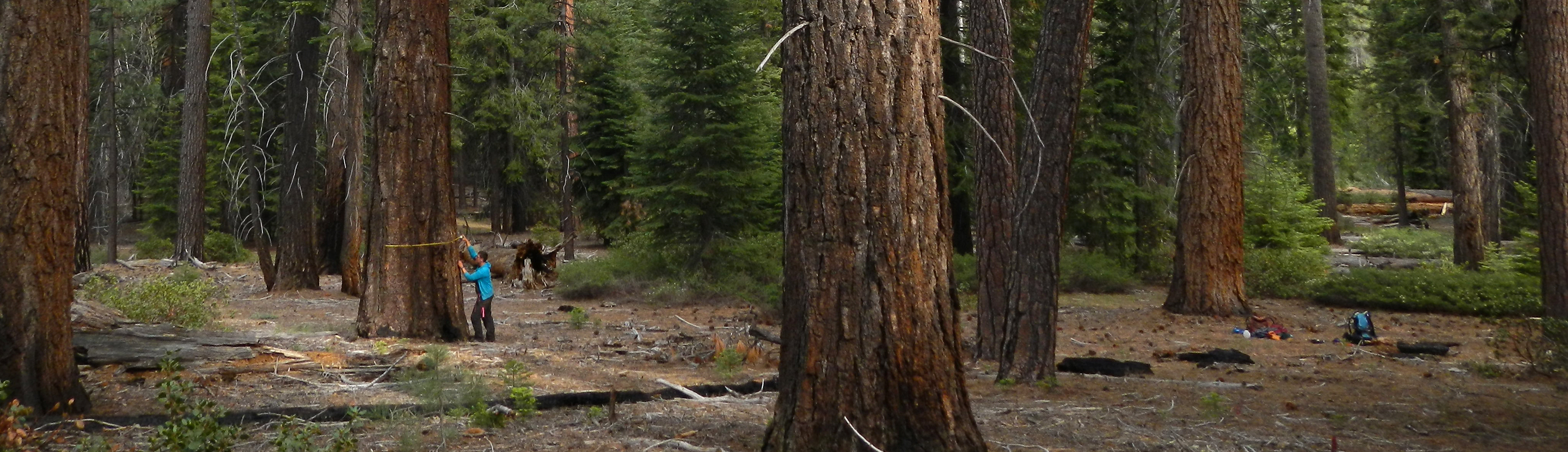 Forestry student measuring the diameter of trees