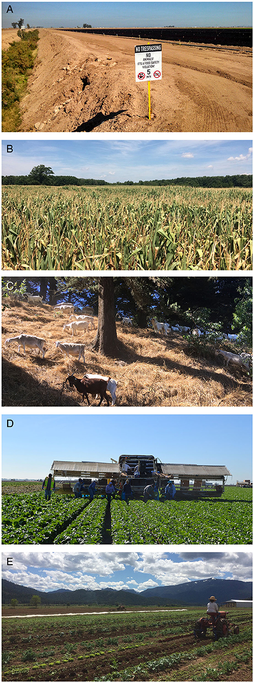 (A) Pathogens: A no-trespassing sign at the edge of a lettuce field in California, warning, “No animals! It's a food safety violation!” Many crop farms maintain bare-ground buffers around field borders, actively stripped of vegetation, in an attempt to co