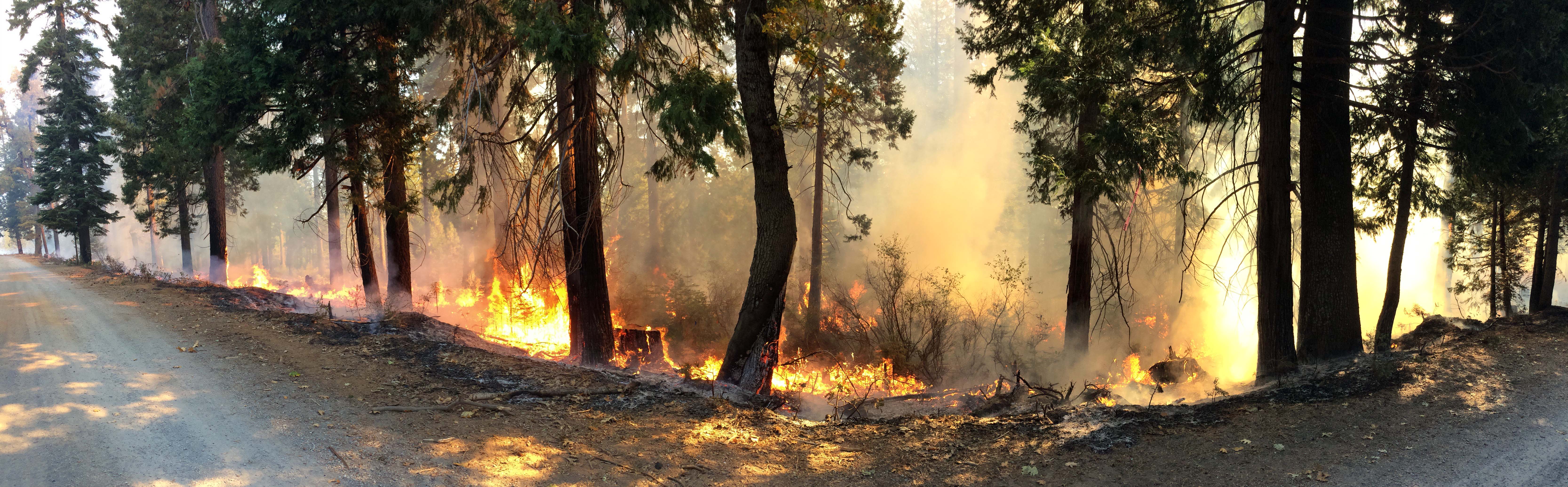A panoramic photo of trees burning in a forest fire.