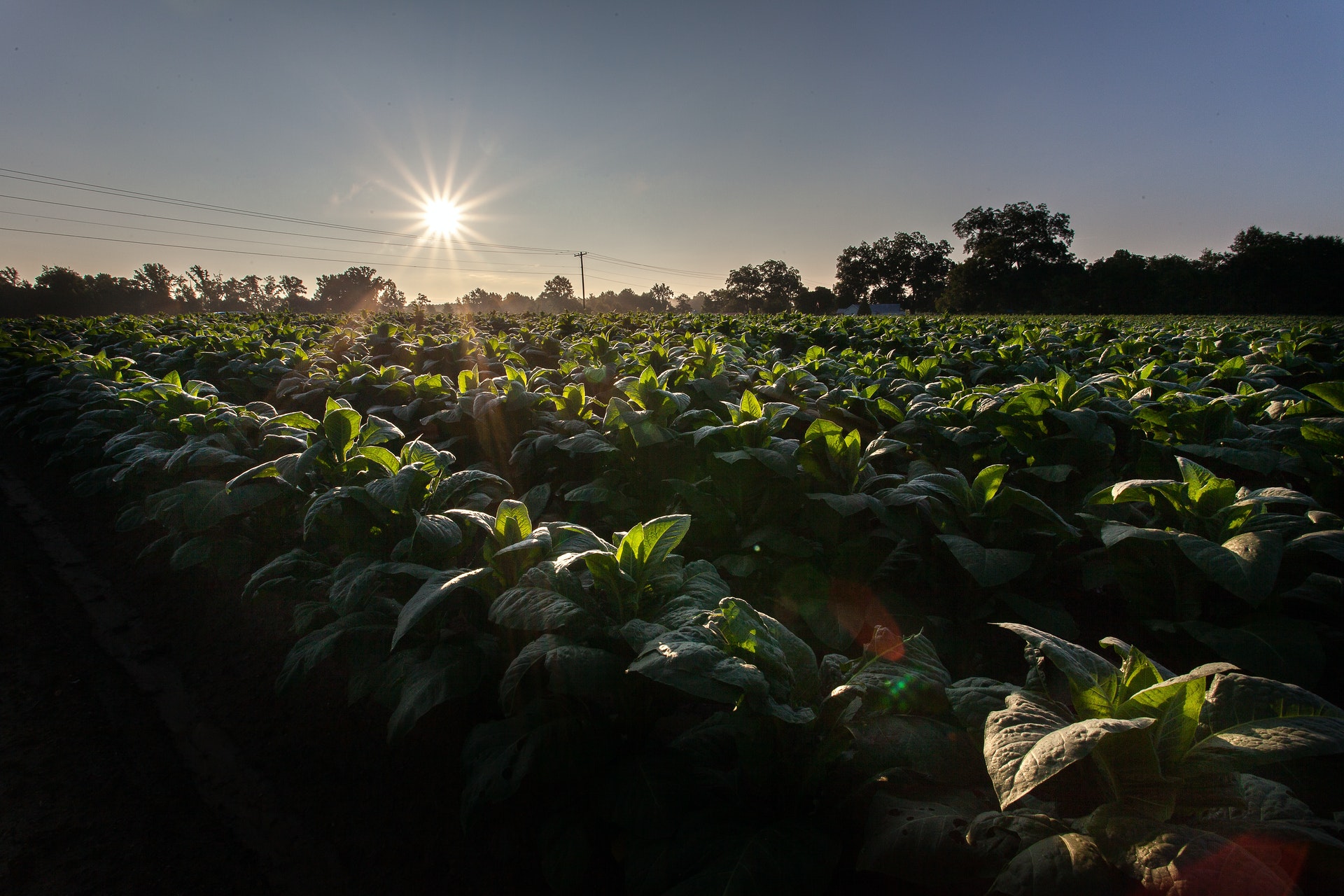 Photo of vegetables being grown on a farm. 