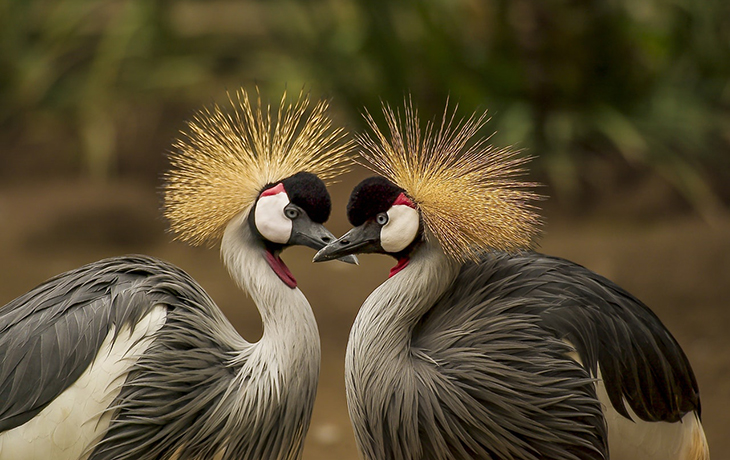 Photo of two grey crowned cranes. 