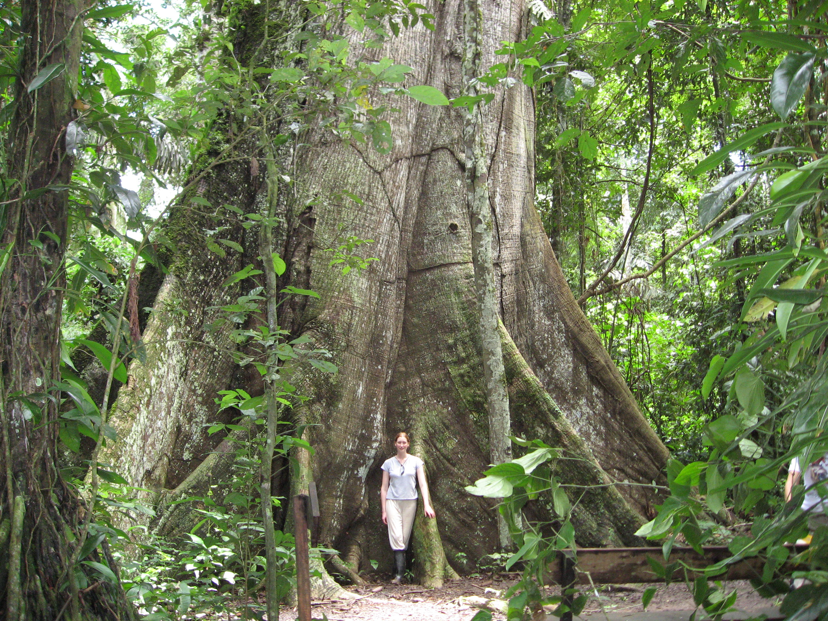 Laura Driscoll and a tree