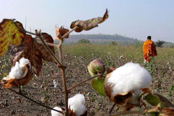 Indian farmer in a field