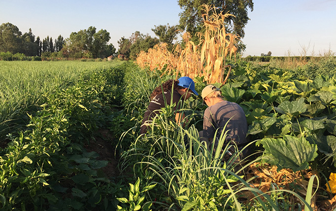 Research interns Jennifer Becerra and Marissa Chase collecting plant and soil samples on a polyculture farm for the study. 