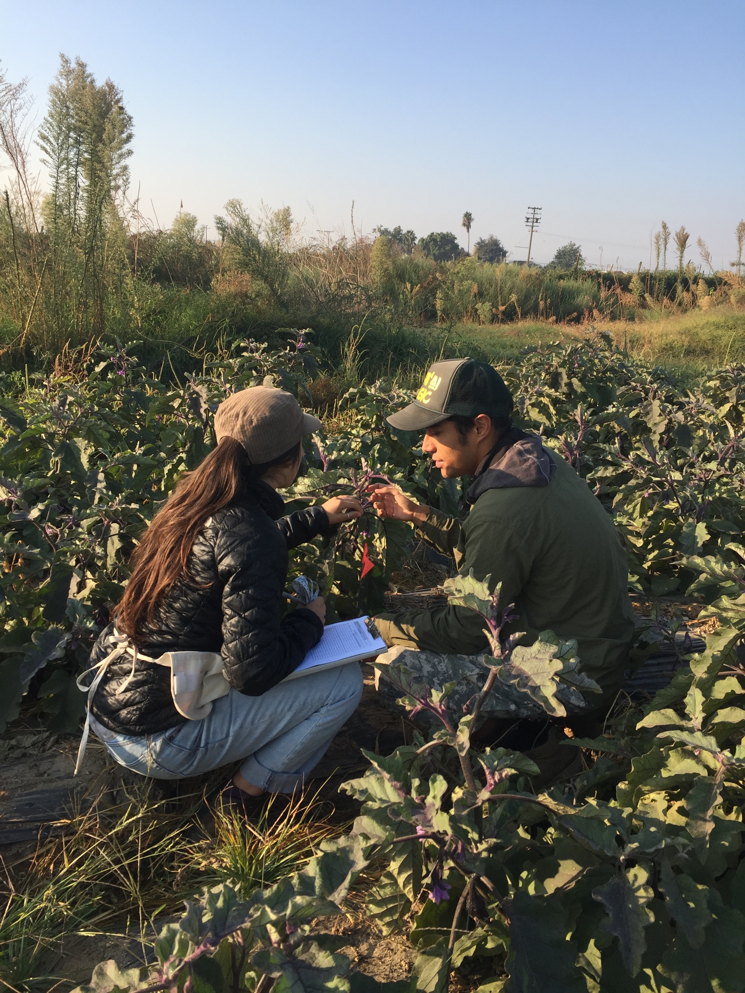 Research interns Leslie Leke Hutchins and Natalia Rico setting up sampling transects.