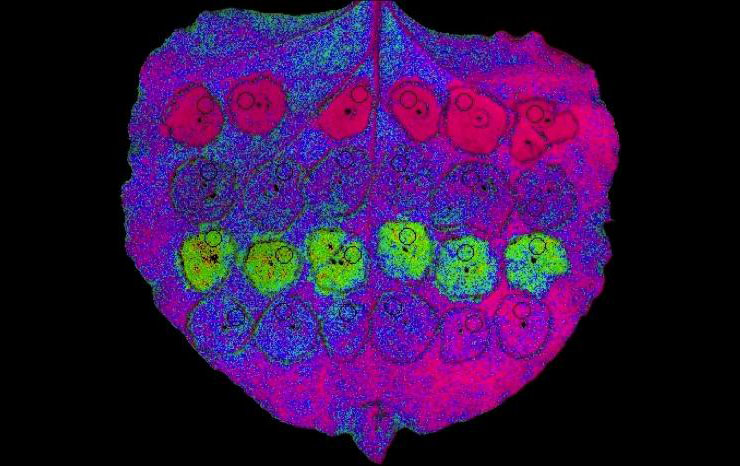 Different genes are expressed side-by-side on a leaf 