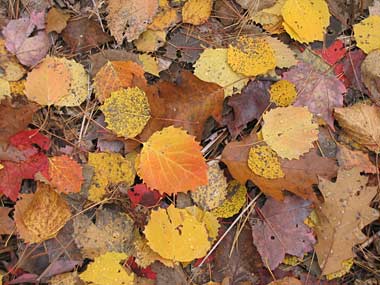 Study of rotting leaves could lead to more accurate climate models | UC