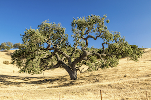 A live oak tree