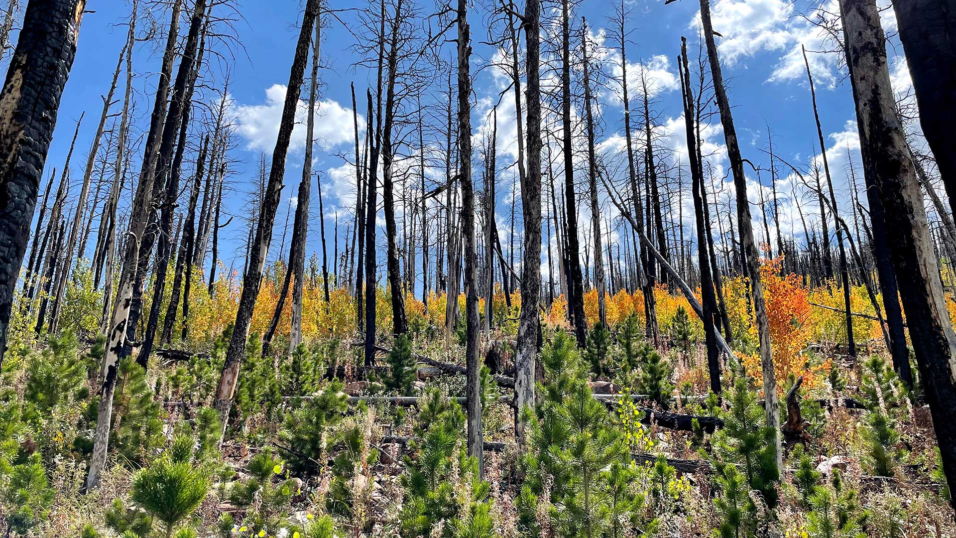 A forest with colorful grass and flowers and burned trees 