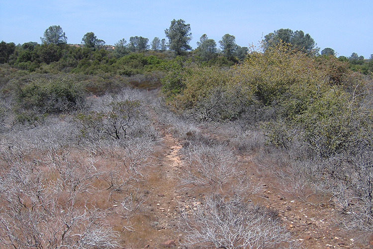 Dead manzanita in the Sierra Nevada foothills