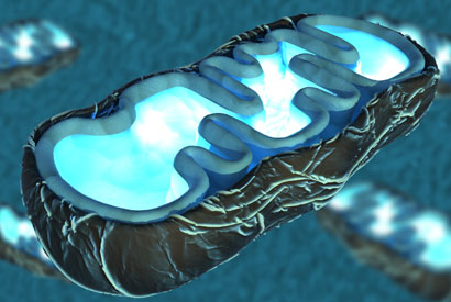 Illustration of a mitochondrion, a cell’s energy station.