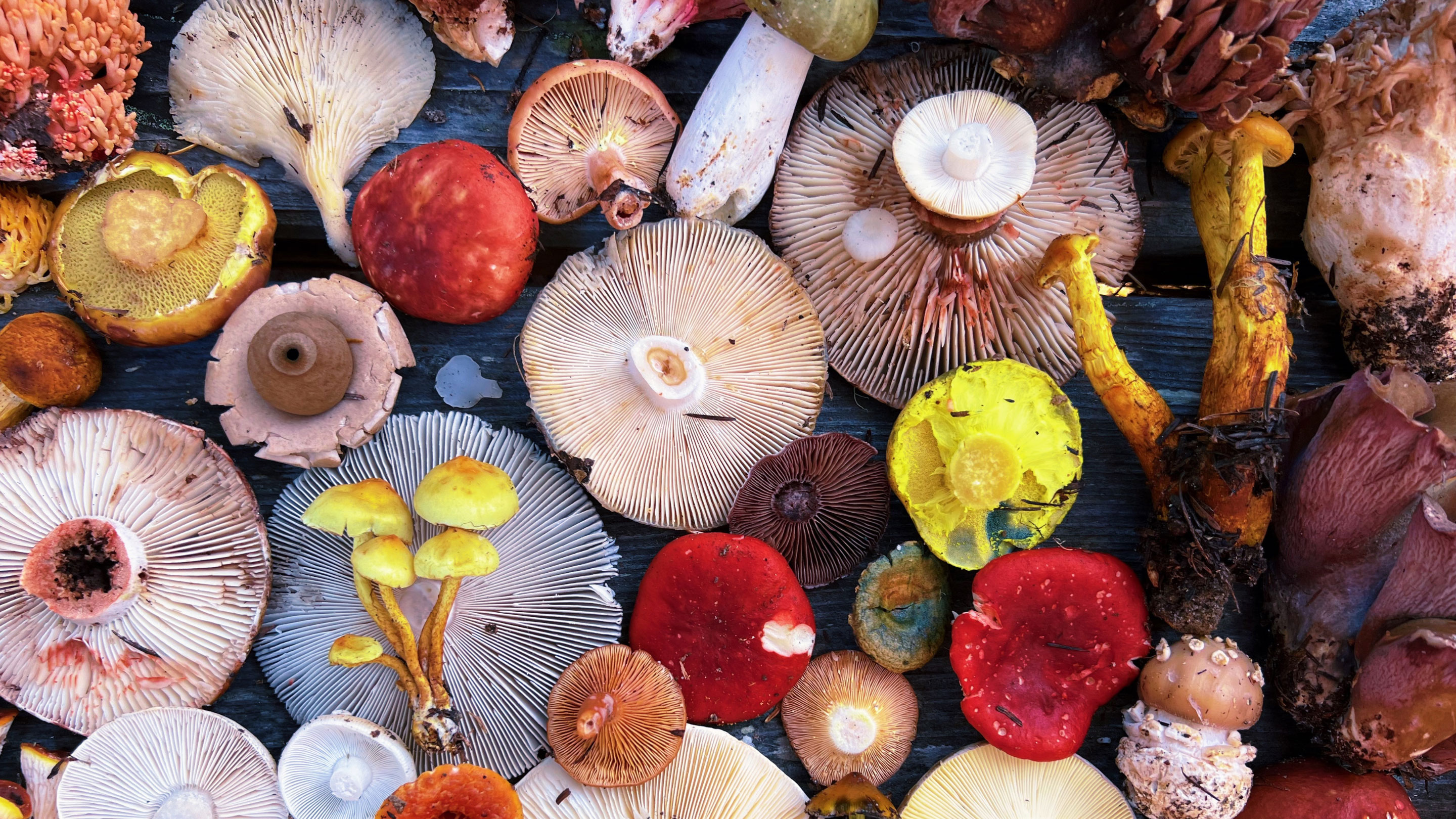 An arrangement of wild mushrooms