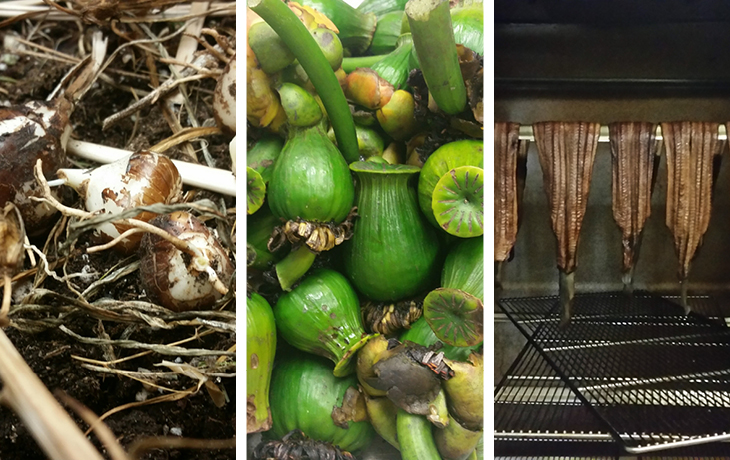 three images side-by-side of harvested camas root, wocus pods, and Yurok eels