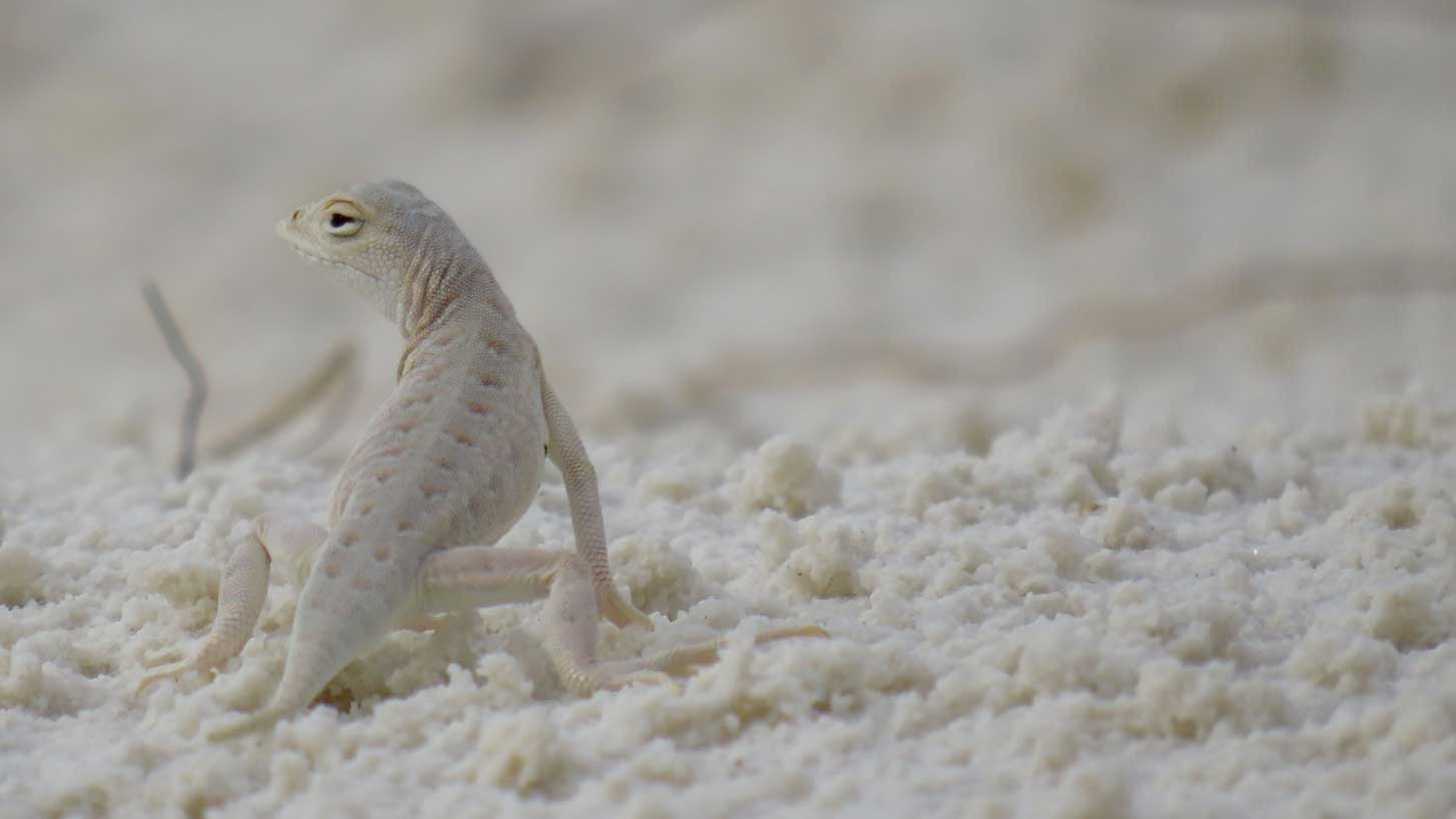 An image of a white lizard on white sand