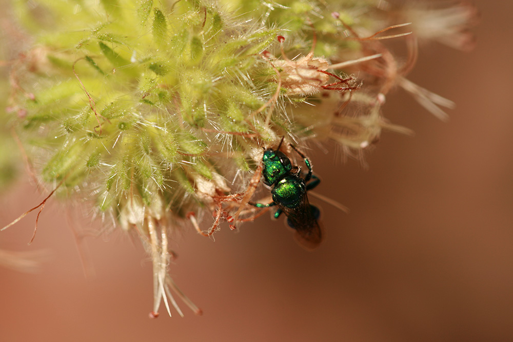 Osmia bee visiting a plant.