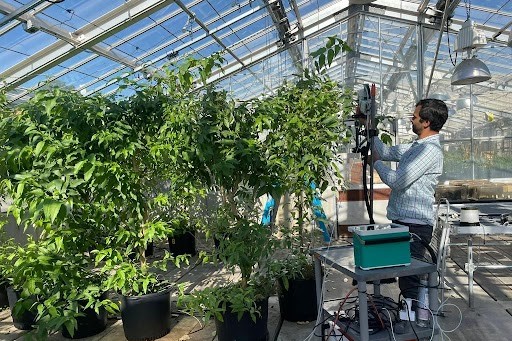 A scientist tending to trees in a greenhouse