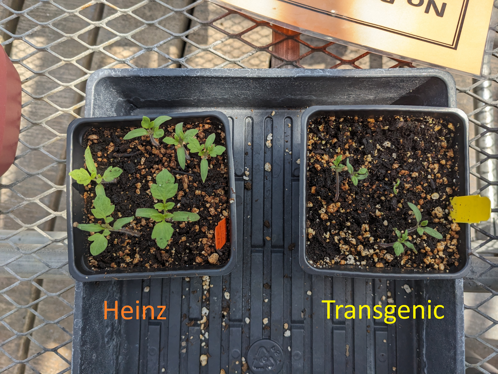 A bird's eye view of tomato seedlings in pots