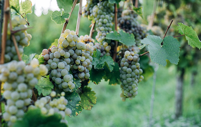 Close up of grapes growing on vine