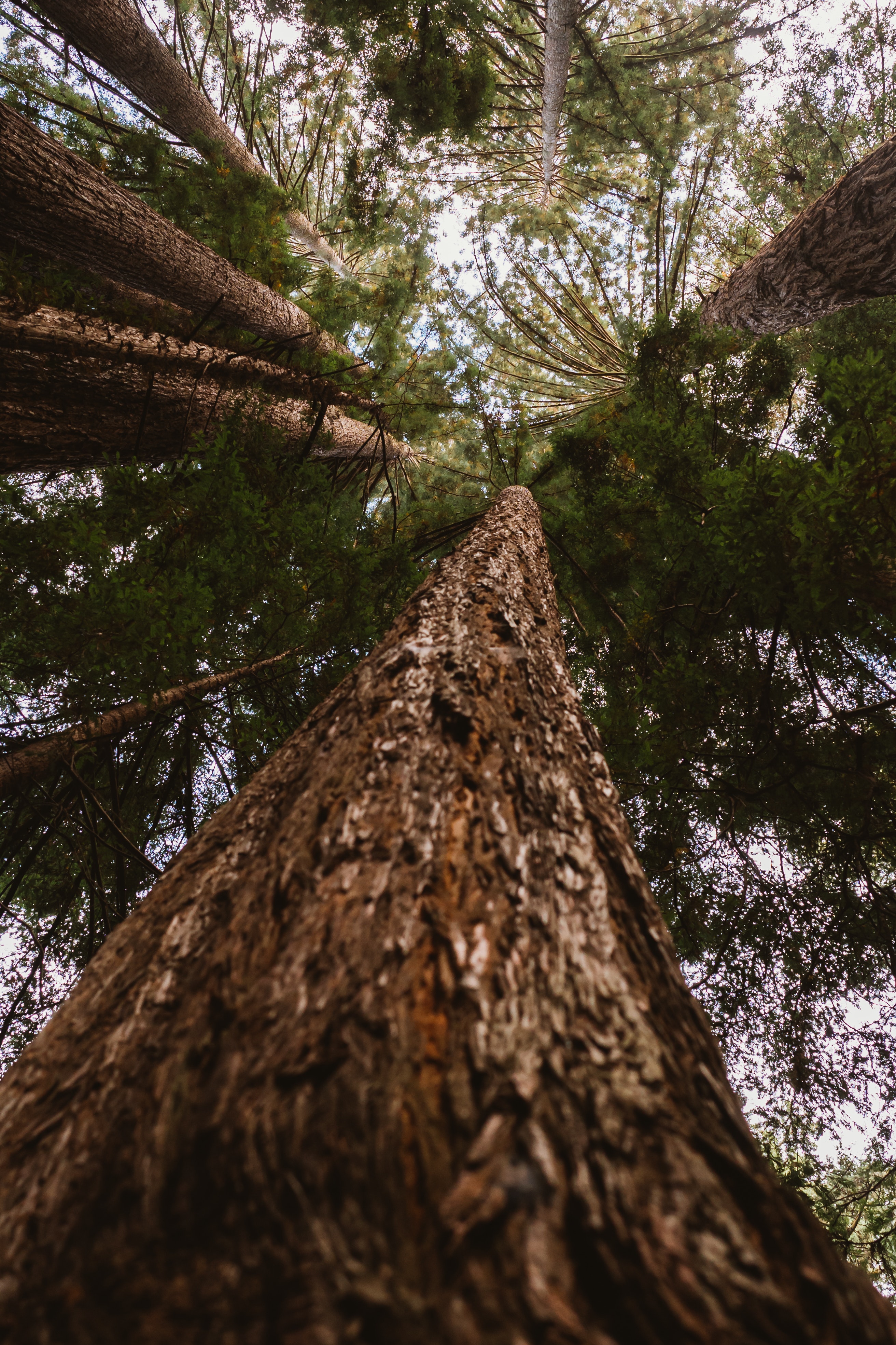 Photograph with upward shot at tree crown.