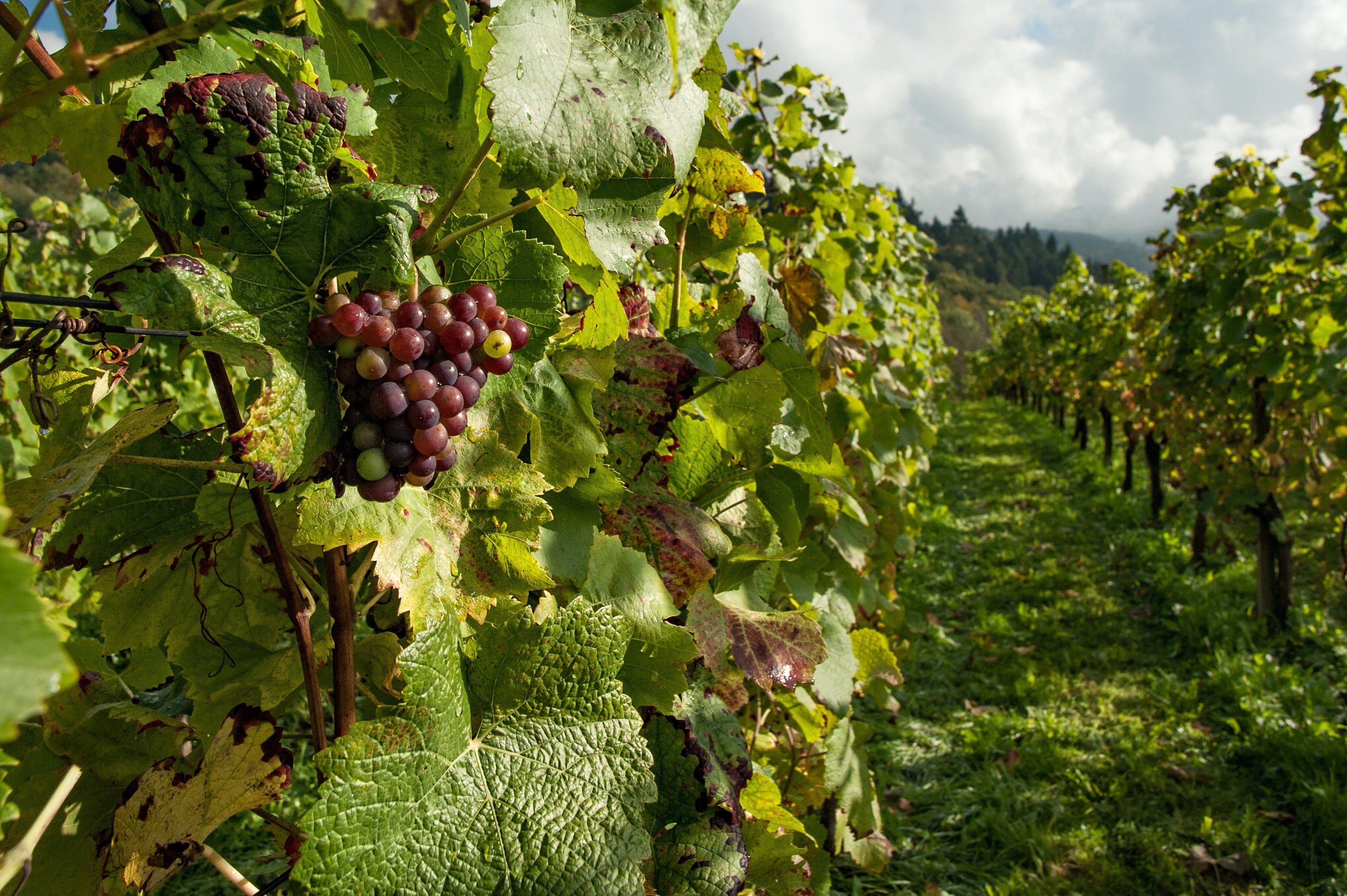 Vineyard with closeup on grapes