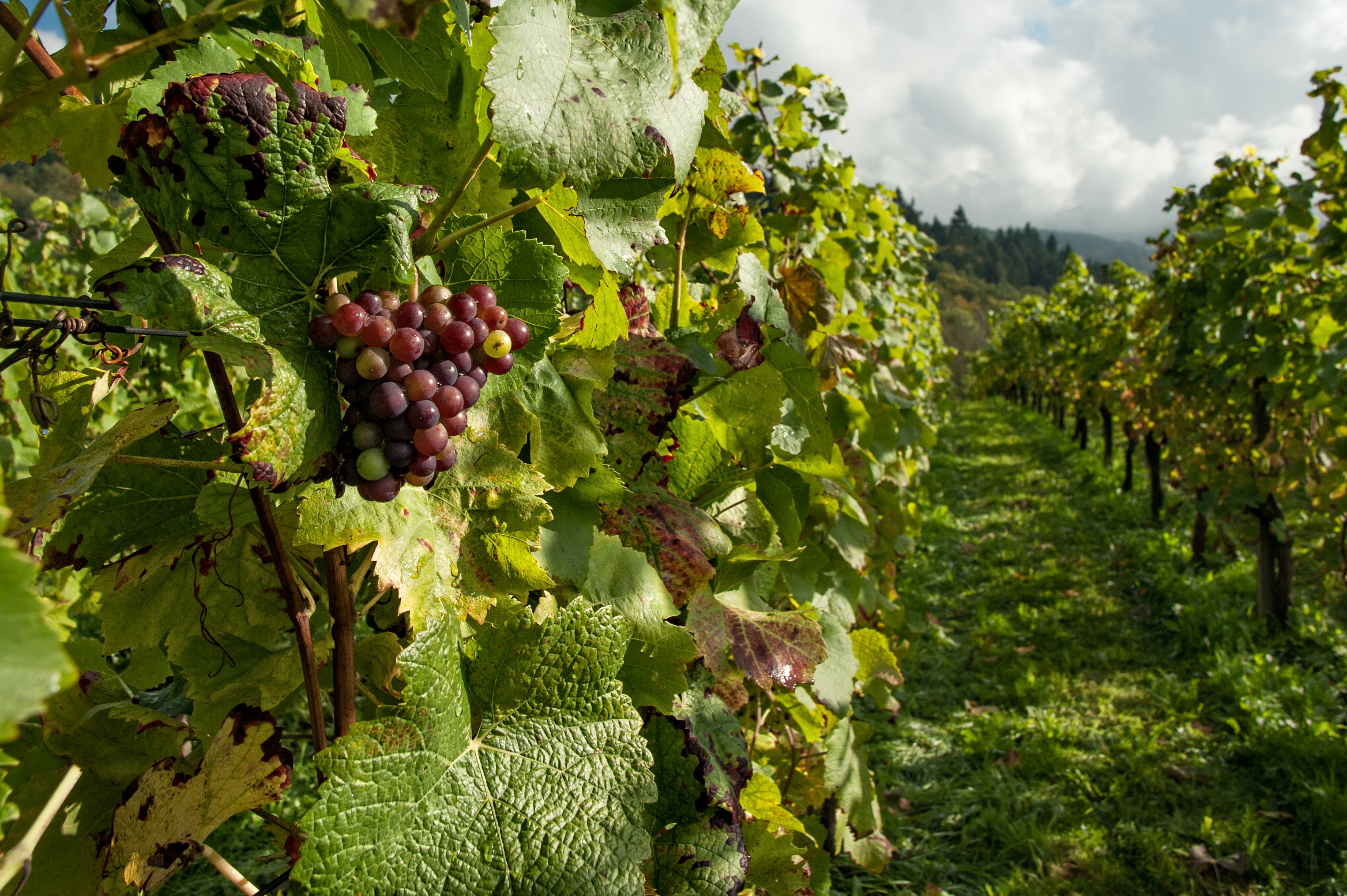 Warmer California Winters May Fuel Grapevine-Killing Pierce's Disease -  Inside Climate News