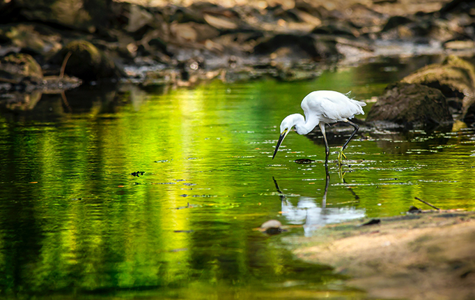 An egret in a stream