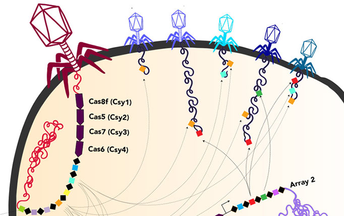 A graphic of phages infecting a bacterial cell